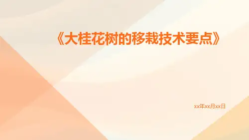 大桂花树的移栽技术要点