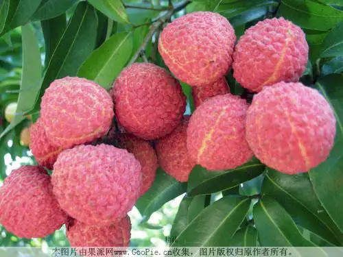 南州六月荔枝丹-贾祖璋演示课件.ppt