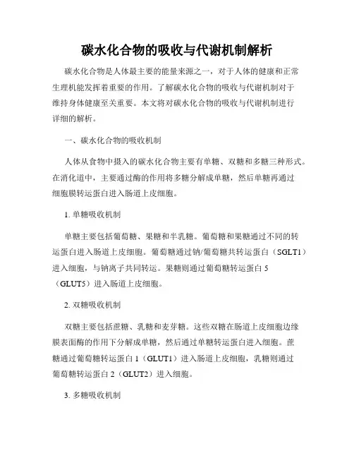 碳水化合物的吸收与代谢机制解析