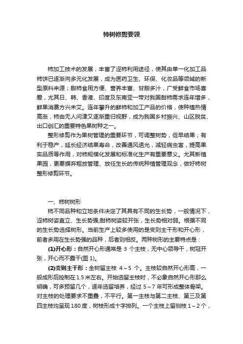 柿树修剪要领