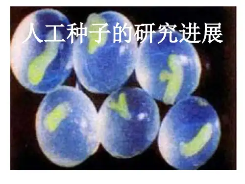 人工种子演示文稿