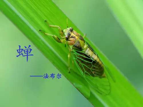 初中部编版八年级初二上册语文阅读《蝉》公开课课件(定稿)