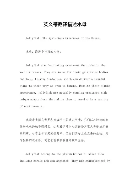 英文带翻译描述水母