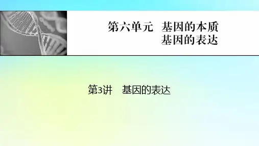 2024版高考生物总复习：基因的本质基因的表达第3讲基因的表达课件