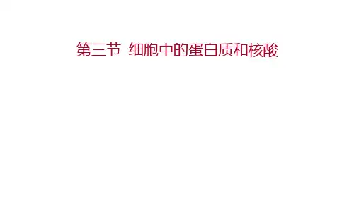 1.3细胞中的蛋白质和核酸课件 2020-2021学年高一上学期 生物苏教版(2019) 必修一