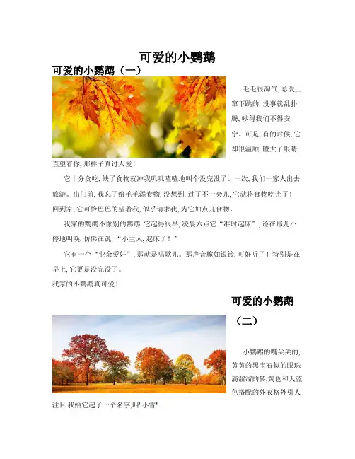 可爱的小鹦鹉(共10篇)
