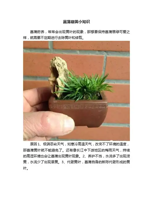 菖蒲剔黄小知识
