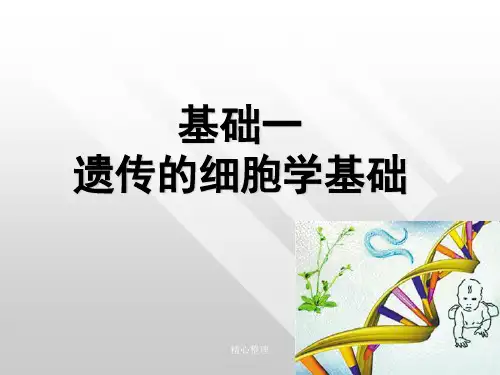 基础一遗传的细胞学基础演示课件.ppt