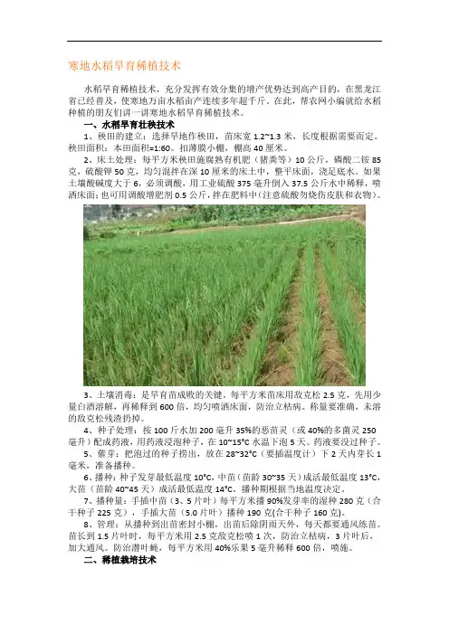 寒地水稻旱育稀植技术