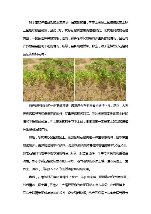裸根不带土的软籽石榴树苗怎么栽