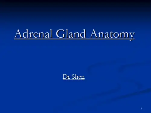 Adrenal Gland Anatomy 肾上腺解剖学英文课件
