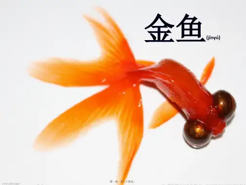三年级科学上册 2.6《金鱼》课件(3)