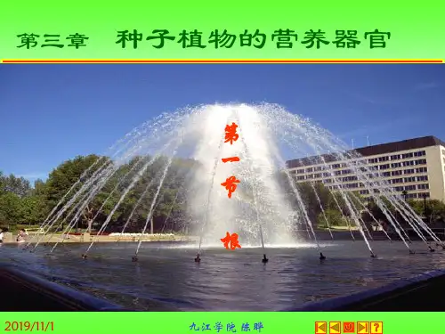 第三章  种子植物的营养器官1
