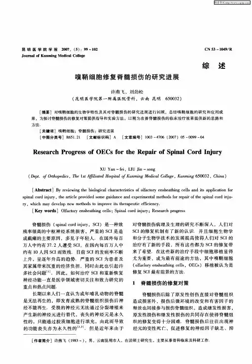 嗅鞘细胞修复脊髓损伤的研究进展