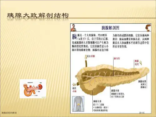 胰腺的组织解剖