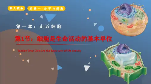 生物人教版(2019)必修1 1