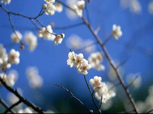 《梅花》课件