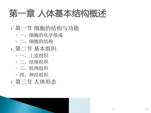 人体基本结构概述