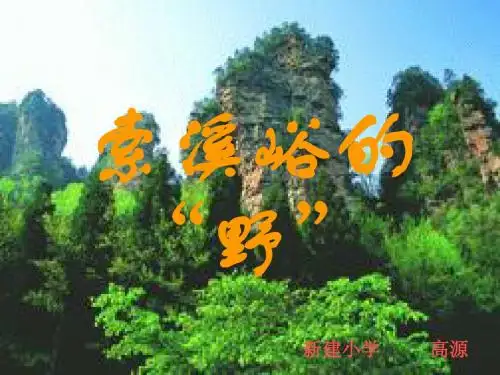 索溪峪的野