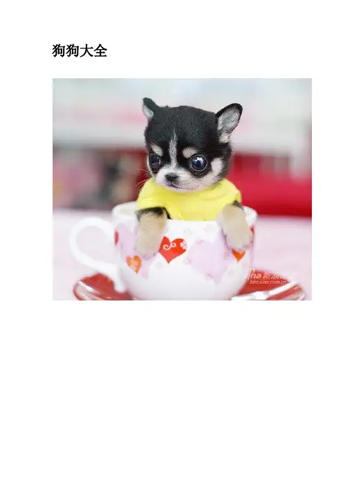 宠物犬