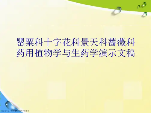罂粟科十字花科景天科蔷薇科药用植物学与生药学演示文稿