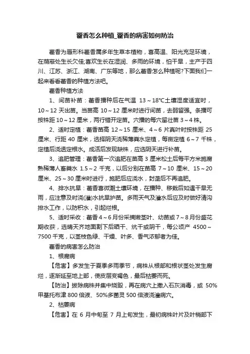 藿香怎么种植_藿香的病害如何防治