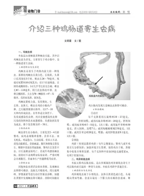 介绍三种鸡肠道寄生虫病