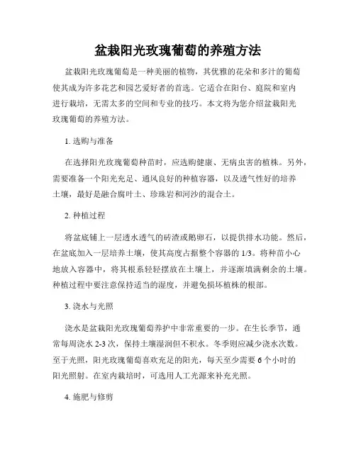 盆栽阳光玫瑰葡萄的养殖方法