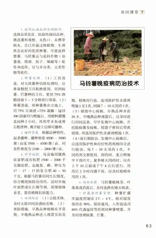 马铃薯晚疫病防治技术