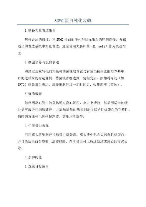 SUMO蛋白纯化步骤