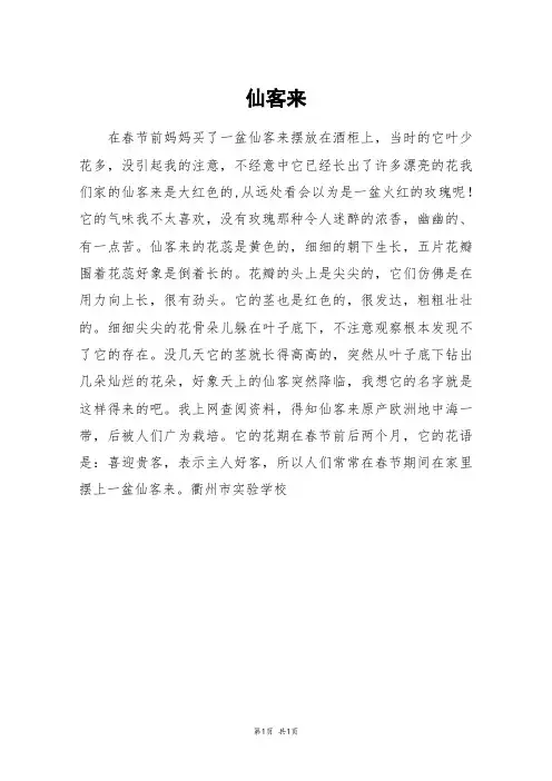 仙客来_四年级作文