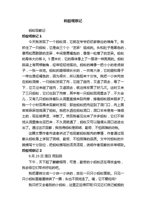 蚂蚁观察记