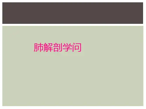 肺解剖知识
