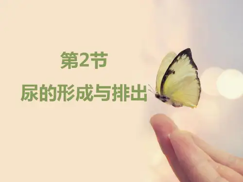 新北师大版七年级生物下册《尿的形成与排出》精品教学课件