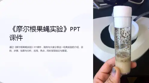 《摩尔根果蝇实验》课件