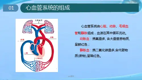 心脏的基本解剖  ppt课件