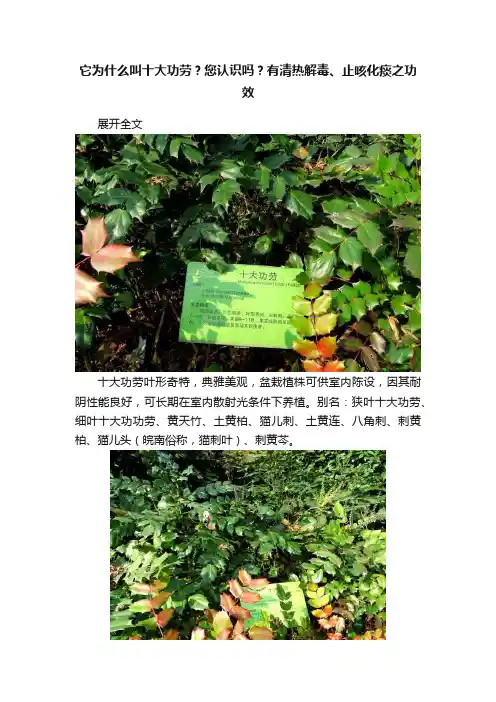 它为什么叫十大功劳？您认识吗？有清热解毒、止咳化痰之功效