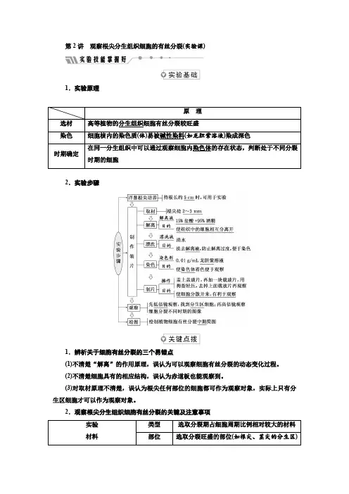 观察根尖分生组织细胞的有丝分裂(实验课)