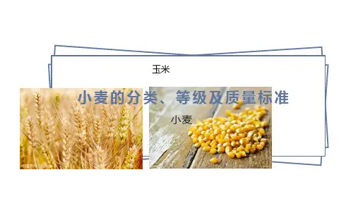 小麦及玉米的质量标准