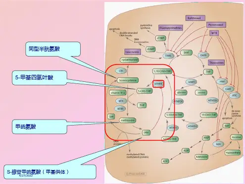 mthfr基因检测与叶酸代谢产科方向 课件(共32张PPT)