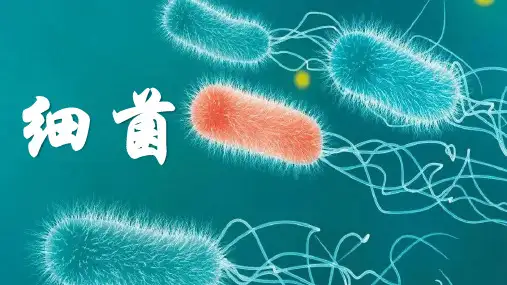 【生物】细菌课件-2024--2025学年人教版生物七年级上册