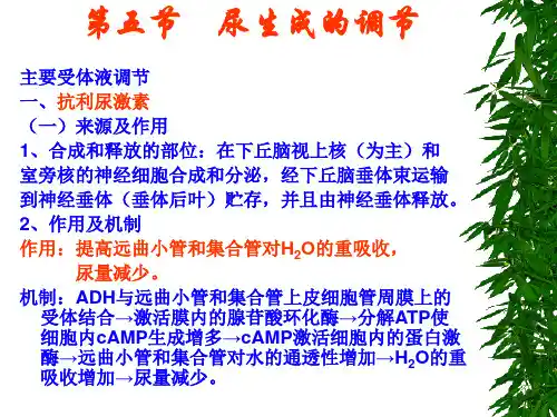 第十九讲尿生成的调节