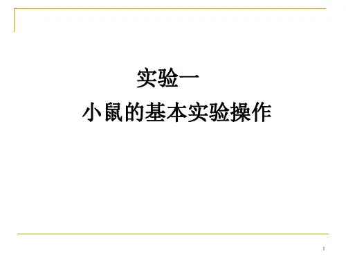 动物实验PPT课件