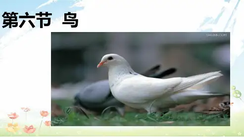 人教版初中八年级生物上册第六节鸟ppt课件