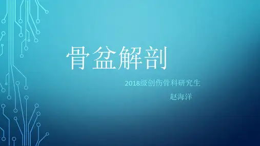 骨盆解剖