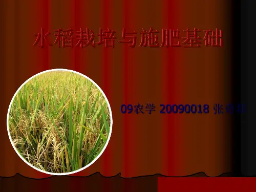 作物栽培学水稻.ppt