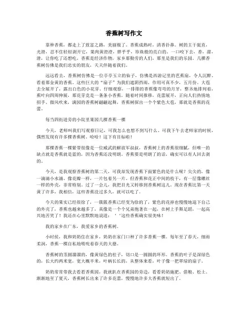 香蕉树写作文
