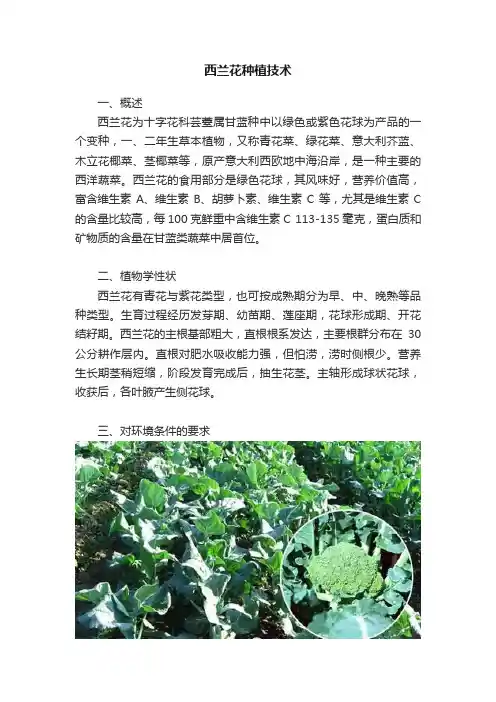 西兰花种植技术