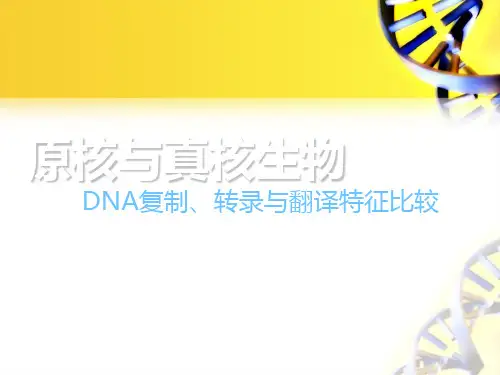 原核生物与真核生物DNA复制转录和翻译的特征比较