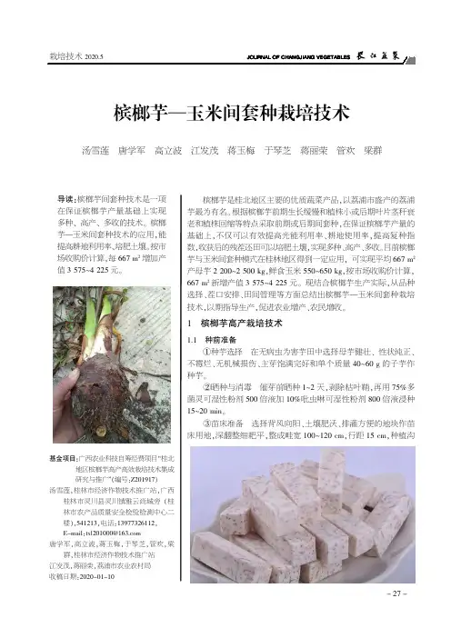 槟榔芋—玉米间套种栽培技术